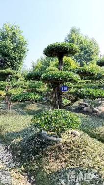 高度300厘米大叶黄杨