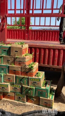 高度68厘米大花溲疏