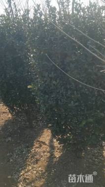 高度150厘米大叶黄杨柱