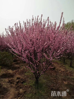 15公分骨里红梅