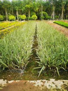 高度30厘米山管兰