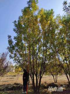 高度800厘米丛生白蜡