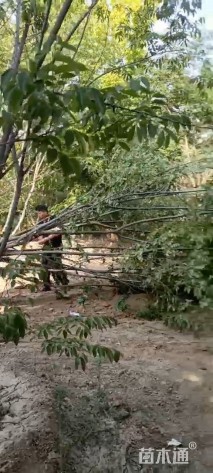 15公分(5杆)丛生朴树