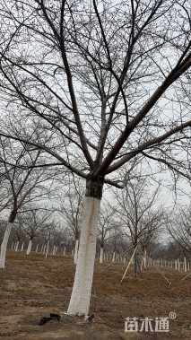 22公分染井吉野樱