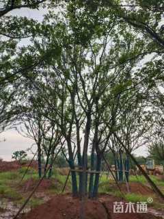 100公分(5杆)丛生朴树