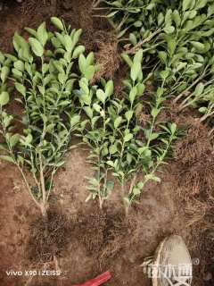 高度35厘米胶东卫矛