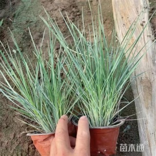 高度28厘米坡地毛冠草