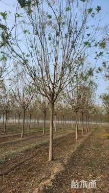 15公分国槐