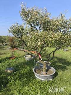 12公分造型梅花