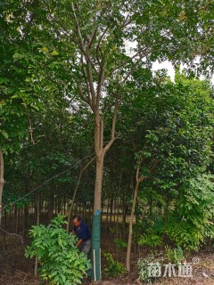 15公分黄山栾树