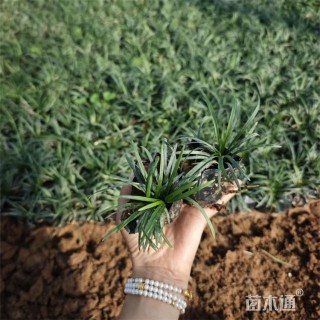 高度4厘米玉龙草