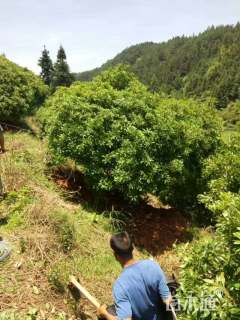 冠幅300厘米杨梅球