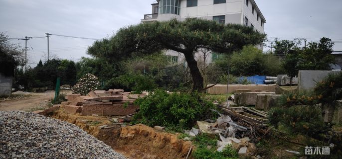 27公分造型黑松