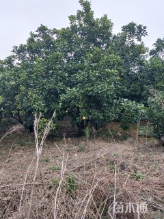 40公分丛生香泡