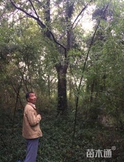 53公分朴树