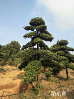 15公分造型罗汉松