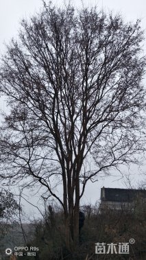 70公分丛生榔榆