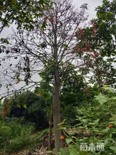 32公分澳洲火焰木