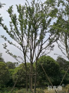 10公分丛生朴树