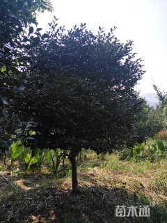 高度300厘米茶梅