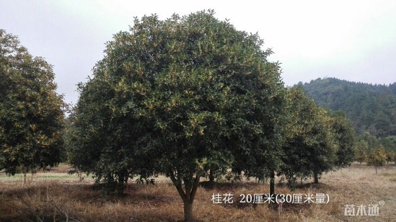 20公分桂花
