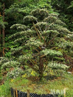 15公分造型罗汉松