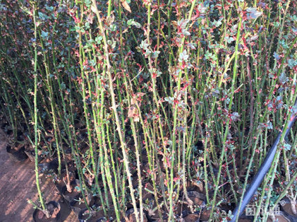 100厘米藤本月季