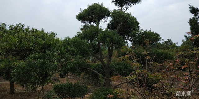 18公分造型罗汉松