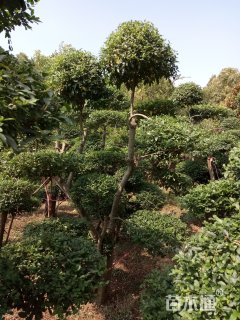 300厘米造型小叶女贞