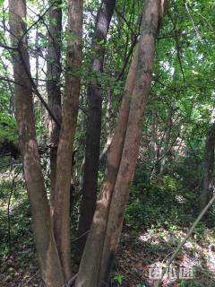 12公分多杆香樟