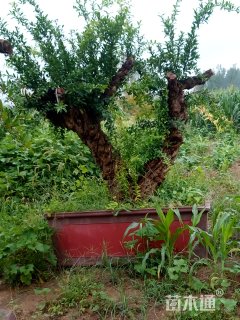 高度300厘米石榴