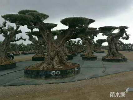 60公分橄榄树