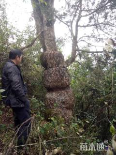 高度60厘米杜松