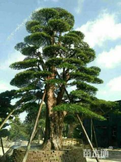 83公分造型罗汉松