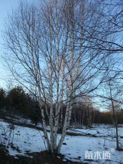 69公分丛生白桦