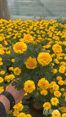 高度30厘米万寿菊