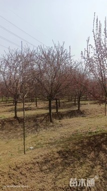 20公分亚当海棠