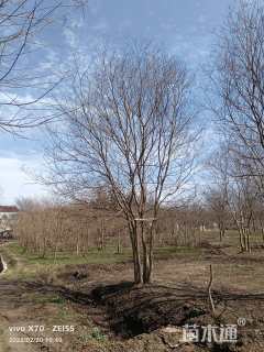 40公分(5杆)丛生乌桕