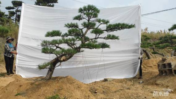 高度250厘米黑松