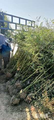 地栽苗雷竹