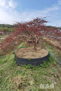 高度180厘米羽毛枫