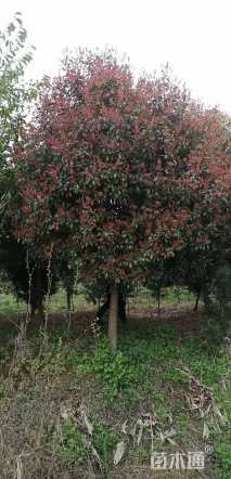 22公分红叶石楠