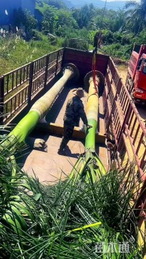 裸干高300厘米大王椰子