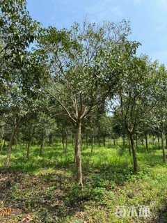 18公分大叶女贞