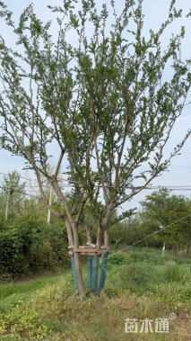 70公分(5杆)丛生朴树