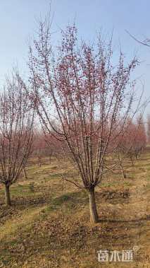 15公分垂丝海棠