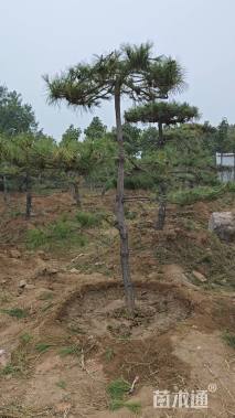 10公分造型油松