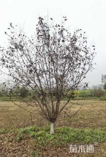 12公分红宝石海棠