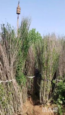 高度300厘米丛生木槿