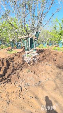 75公分(3杆)丛生朴树